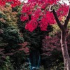 もみじの滝②