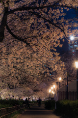 南天満公園　夜桜