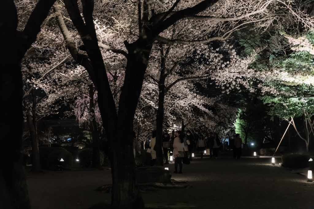 東寺　夜桜ライトアップ