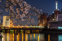 南天満公園　夜桜