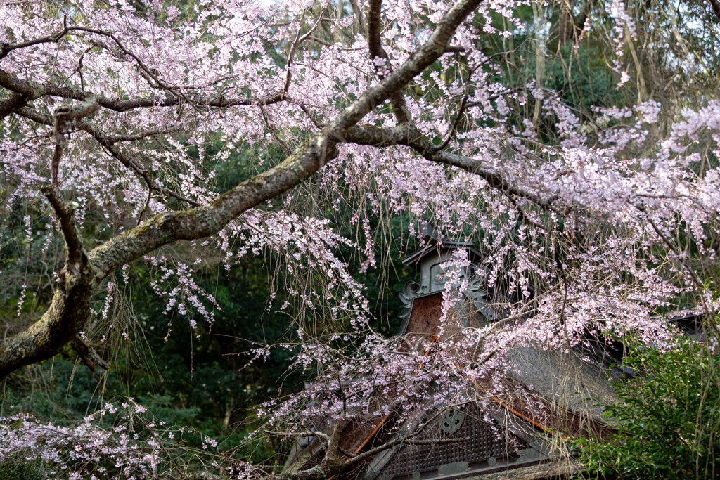 吉野山と桜⑥