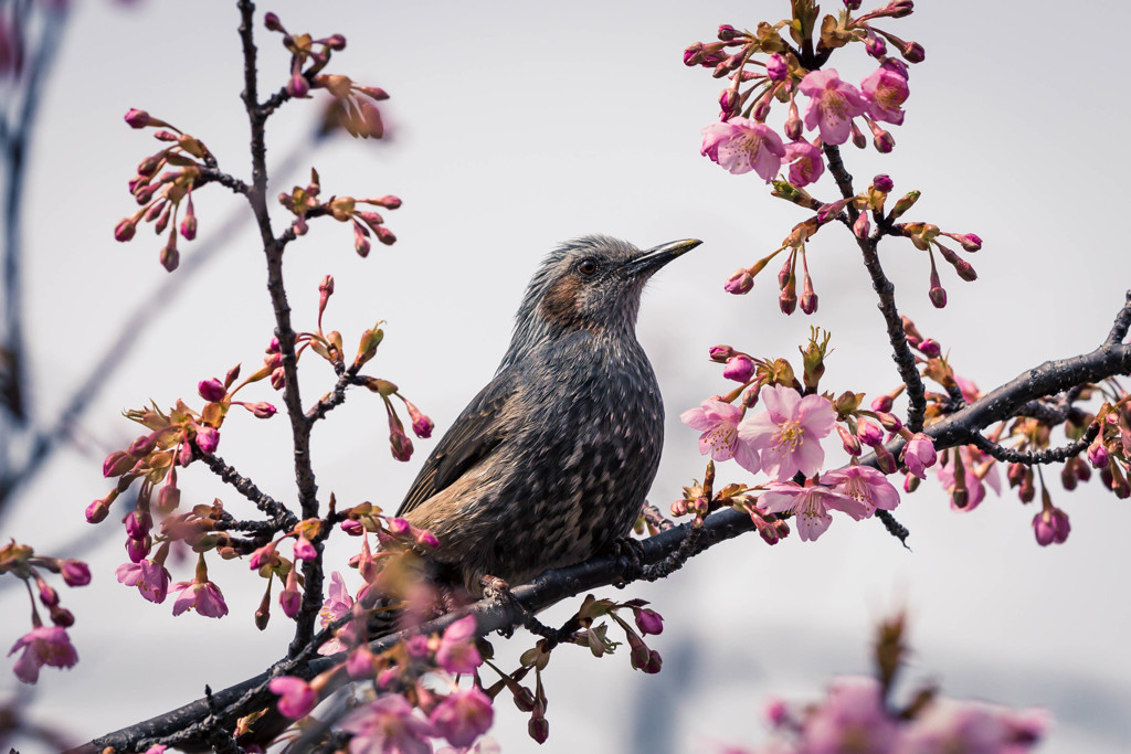 河津桜とヒヨドリ