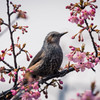 河津桜とヒヨドリ