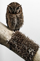 Bubo bubo②