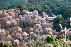 吉野山と桜①