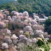 吉野山と桜①