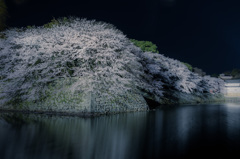彦根城　夜桜　ライトアップ5