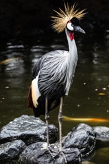 KobeAnimalKingdom⑰