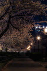 南天満公園　夜桜