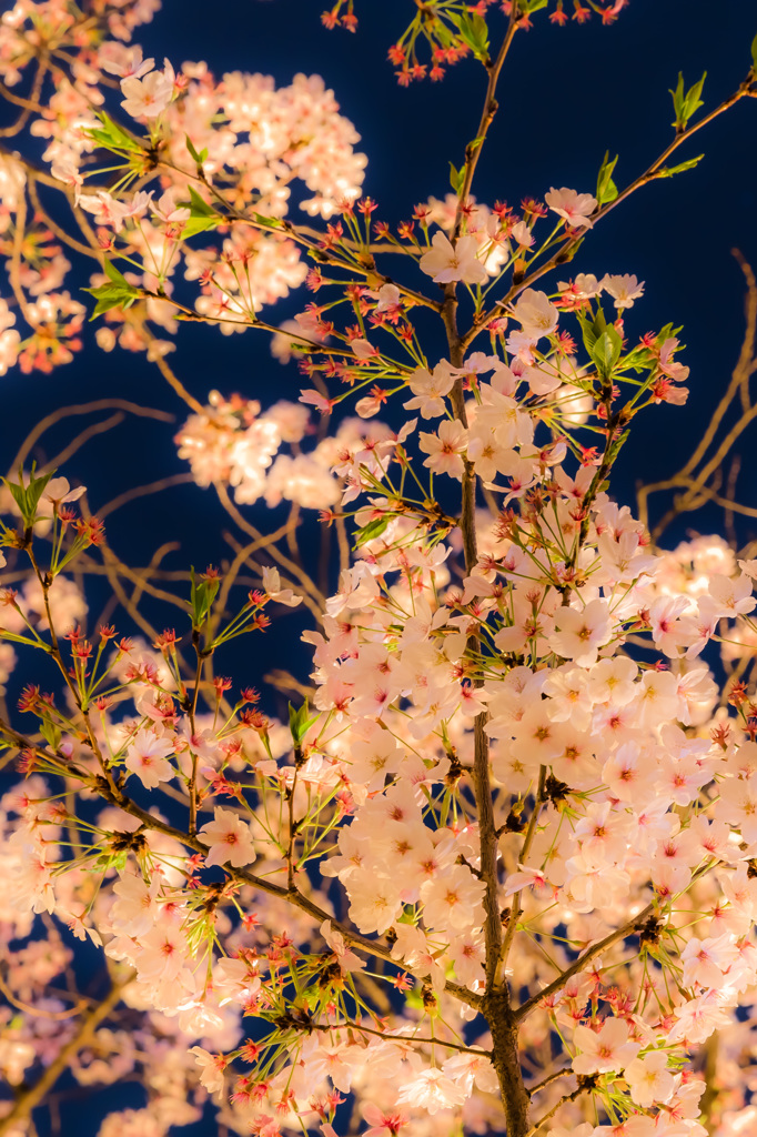 南天満公園　夜桜