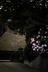 紫陽花