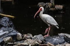 KobeAnimalKingdom⑯