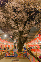平野神社でお花見