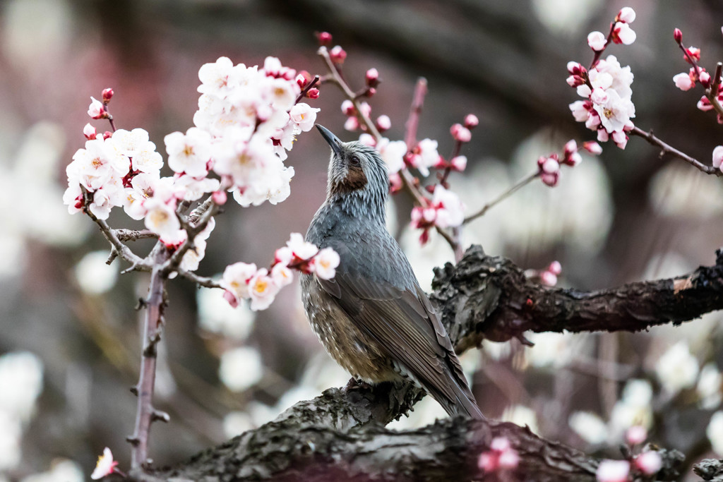 ウメヒヨ