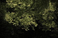 軒