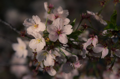 南天満公園　夜桜