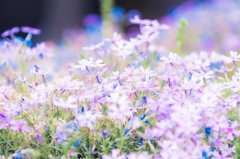 長谷寺　芝桜