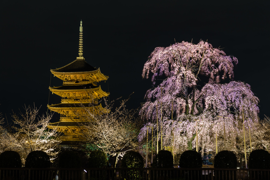 東寺　五重塔と不二桜