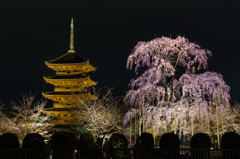 東寺　五重塔と不二桜