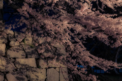 彦根城　夜桜　ライトアップ8