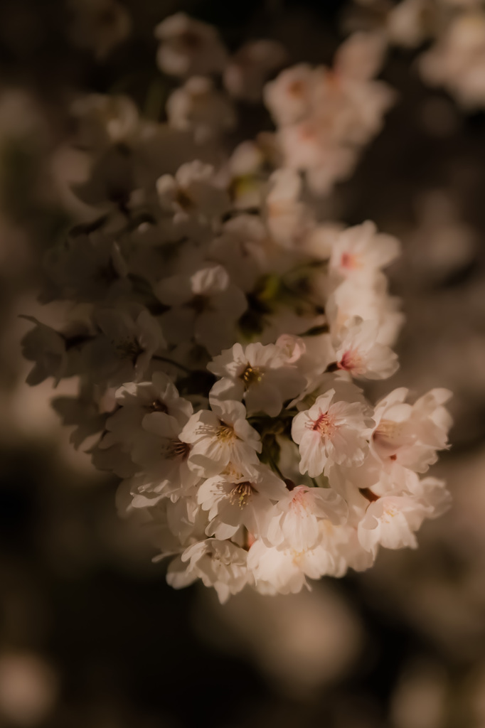 彦根城　夜桜　ライトアップ10