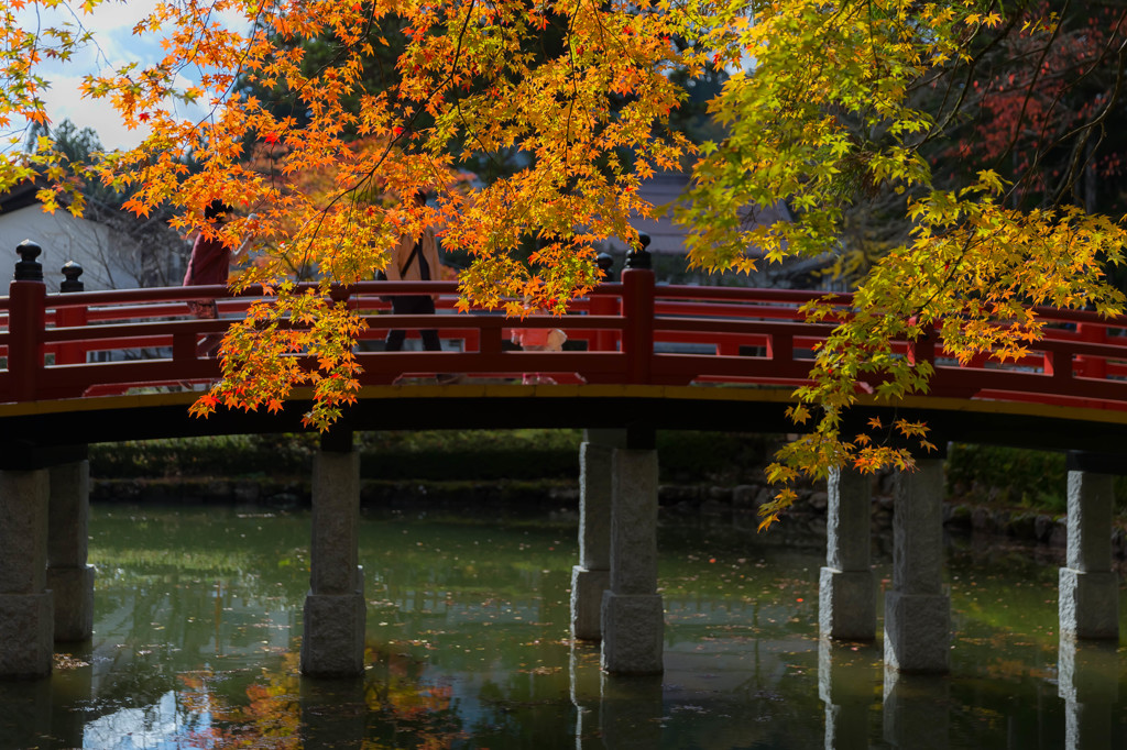 高野山　金剛峯寺　蓮池①