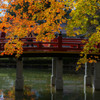 高野山　金剛峯寺　蓮池①