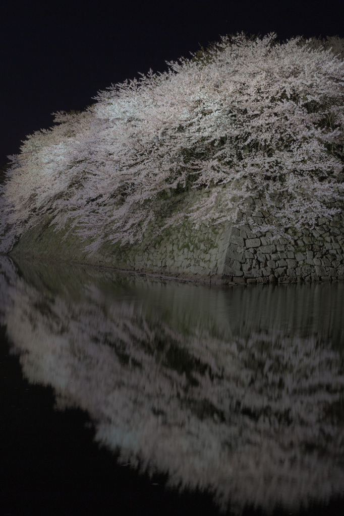 彦根城　夜桜　ライトアップ2