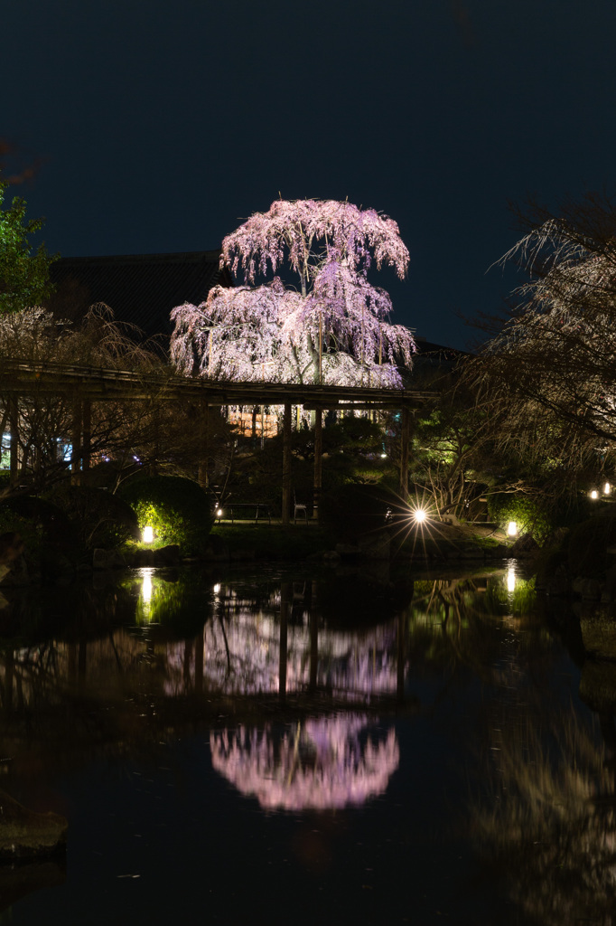 東寺　瓢箪池に浮かぶ不二桜