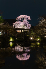 東寺　瓢箪池に浮かぶ不二桜