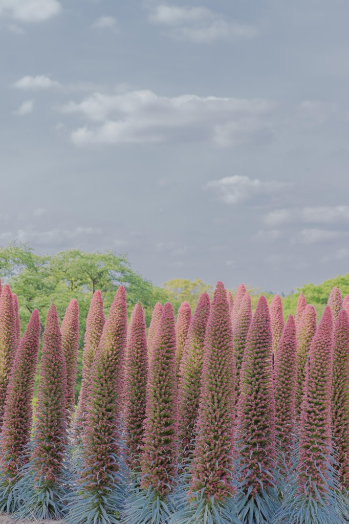 Echium wildpretii