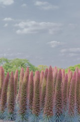 Echium wildpretii