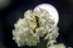 月と桜