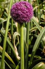 Allium giganteum②