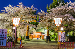 平野神社　桜花祭前夜