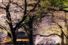 南天満公園　夜桜