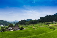 長谷の棚田（初夏）①