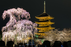 東寺　五重塔と不二桜