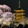 東寺　五重塔と不二桜