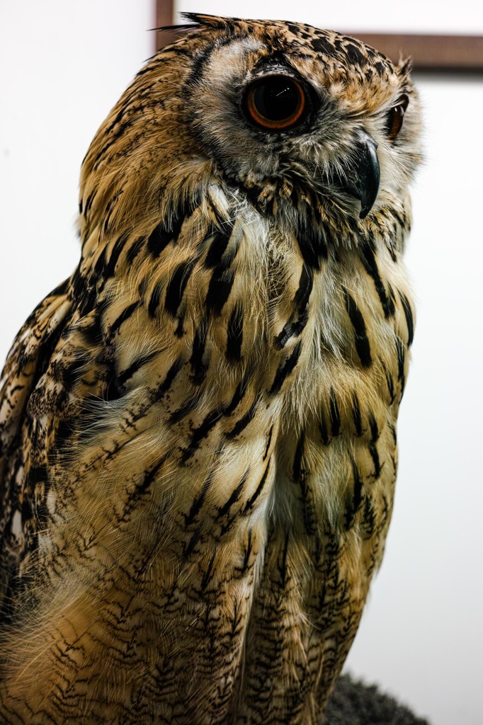 Bubo bubo①