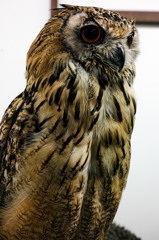 Bubo bubo①