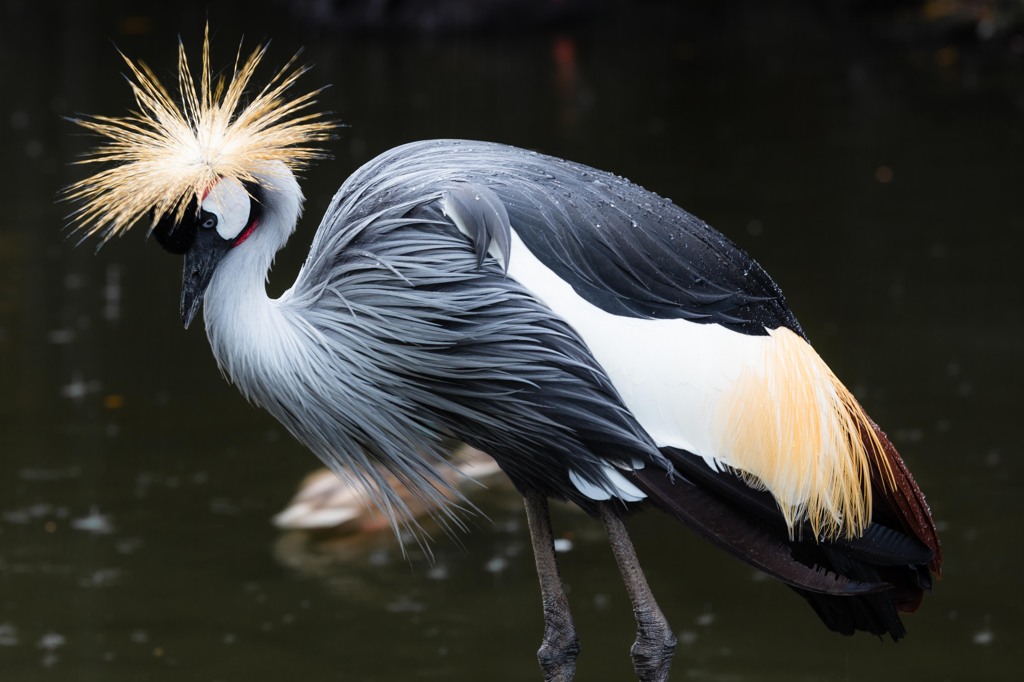 KobeAnimalKingdom⑱
