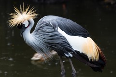 KobeAnimalKingdom⑱