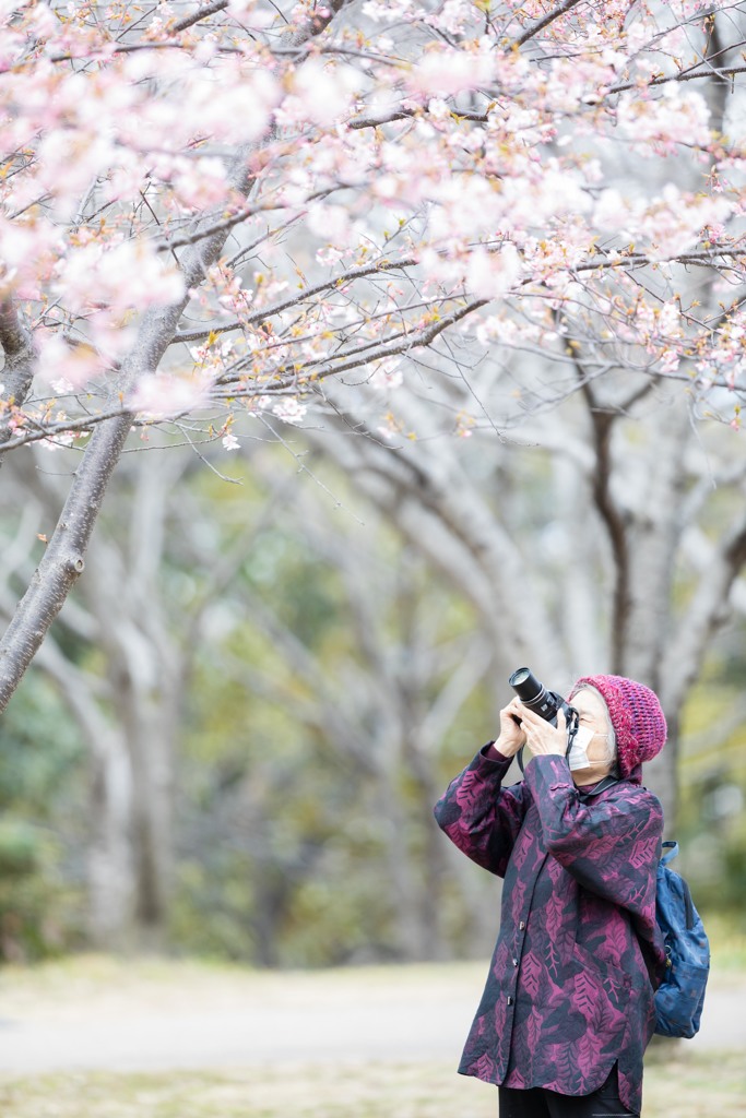 河津桜をパシャリ