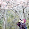 河津桜をパシャリ