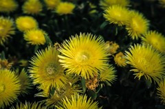 yellow sultan