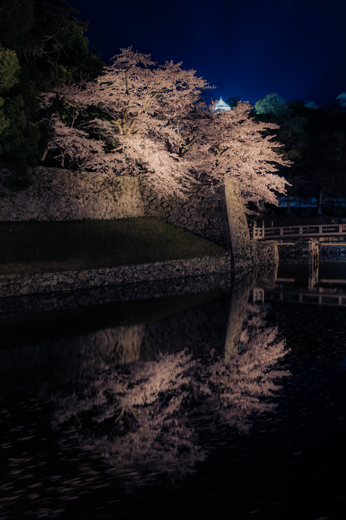 彦根城　夜桜　ライトアップ9