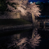 彦根城　夜桜　ライトアップ9