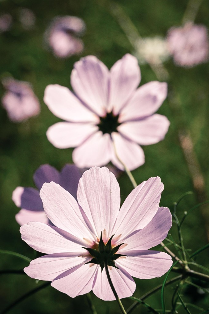 Cosmos⑩