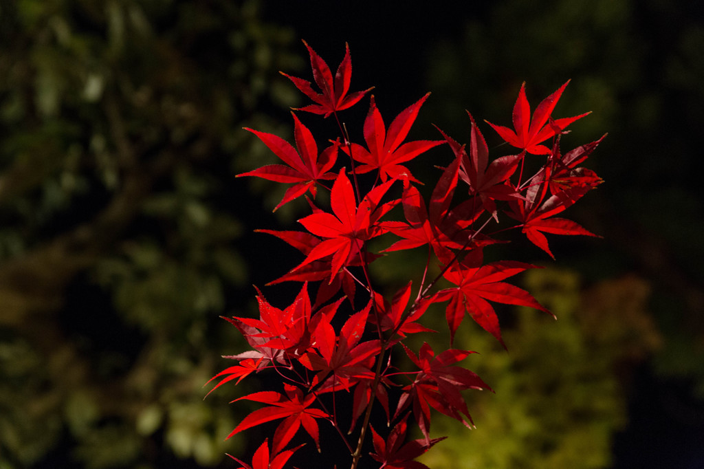 総本山永観堂禅林寺 晶子歌碑周辺